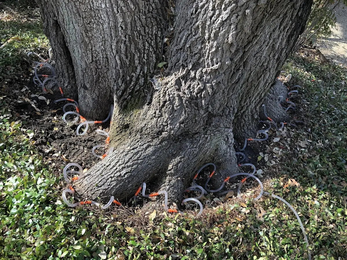 Detailed Tree Cabling and Bracing job site in Barney
