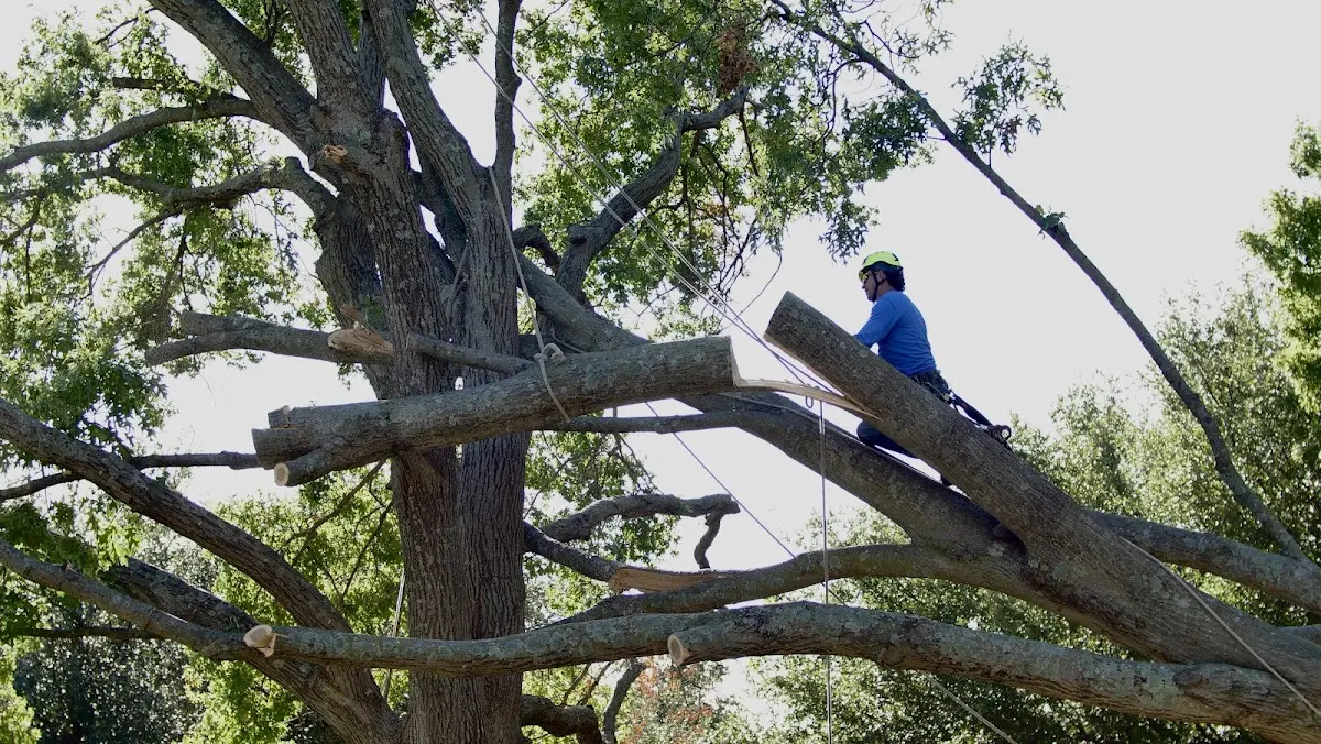 Professional Crown Thinning performed by certified arborists in Barney